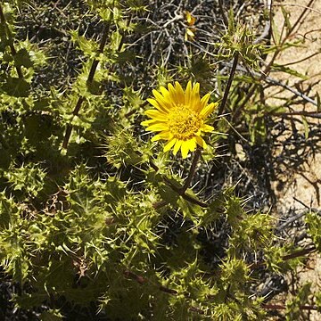 Berkheya spinosissima unspecified picture