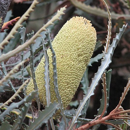 Banksia pilostylis unspecified picture