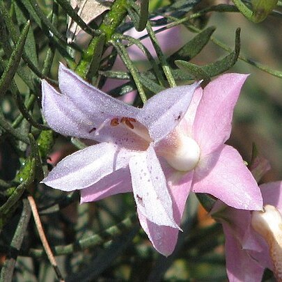 Eremophila abietina unspecified picture