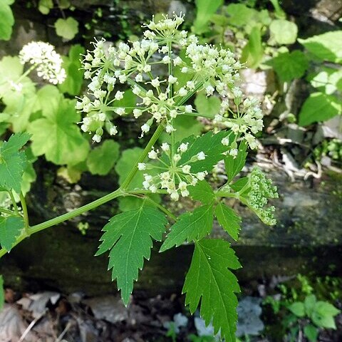 Thaspium chapmanii unspecified picture