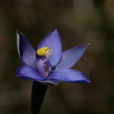 Thelymitra holmesii unspecified picture