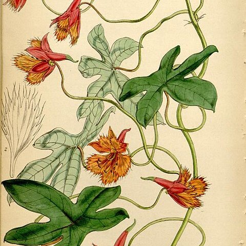 Tropaeolum smithii unspecified picture