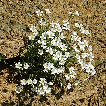 Cerastium utriense unspecified picture