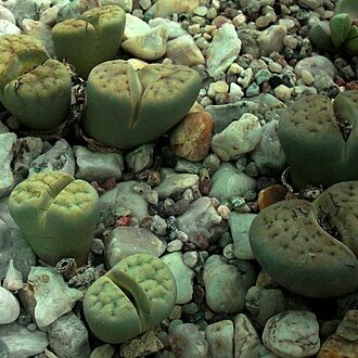 Lithops schwantesii unspecified picture