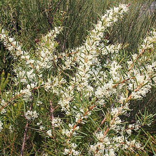 Hakea teretifolia unspecified picture