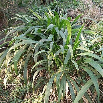 Setaria megaphylla unspecified picture