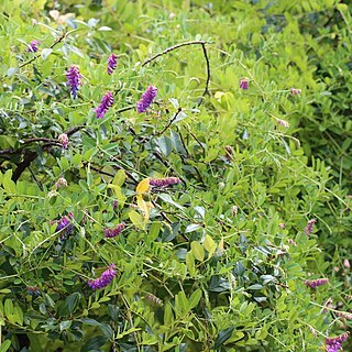 Vicia amurensis unspecified picture