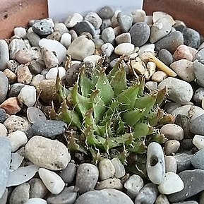 Haworthia elizeae unspecified picture