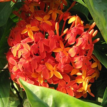 Ixora pavetta unspecified picture