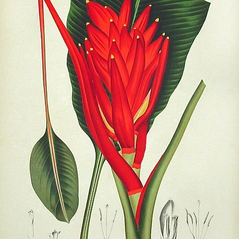 Musa coccinea unspecified picture