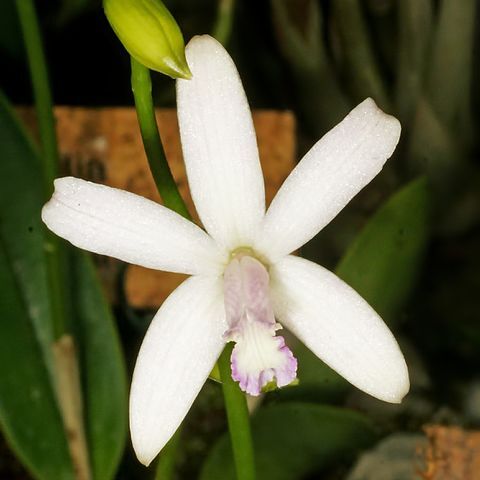 Cattleya pabstii unspecified picture