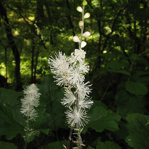 Actaea biternata unspecified picture