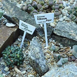 Gibbaeum dispar unspecified picture