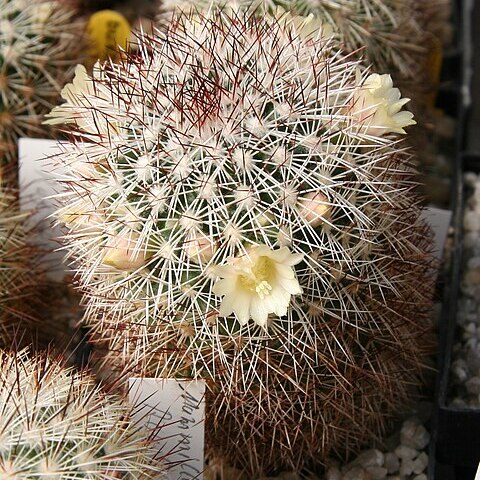 Mammillaria densispina unspecified picture