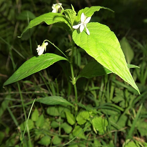 Viola thibaudieri unspecified picture