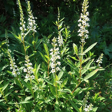 Lysimachia fortunei unspecified picture