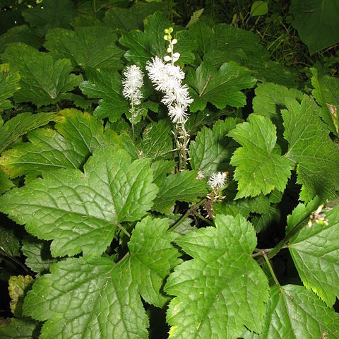 Actaea biternata unspecified picture