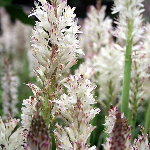 Lachenalia unspecified picture