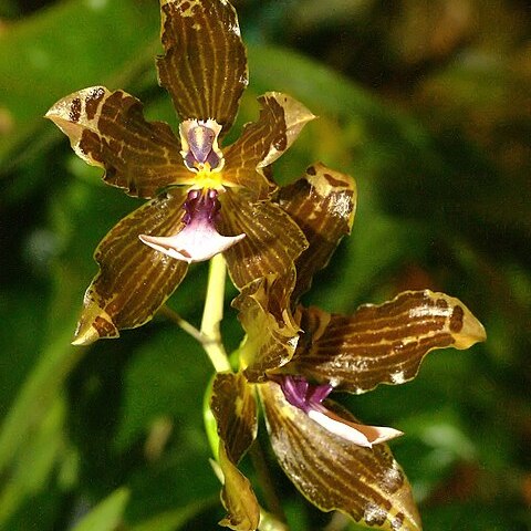 Miltonia kayasimae unspecified picture