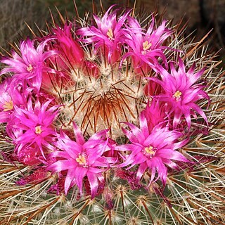 Mammillaria nunezii unspecified picture