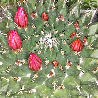 Mammillaria sartorii unspecified picture