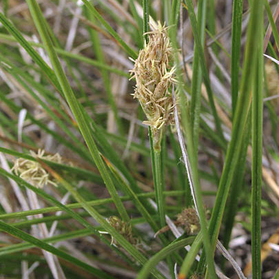 Carex praegracilis unspecified picture