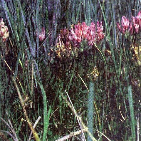 Astragalus agrestis unspecified picture