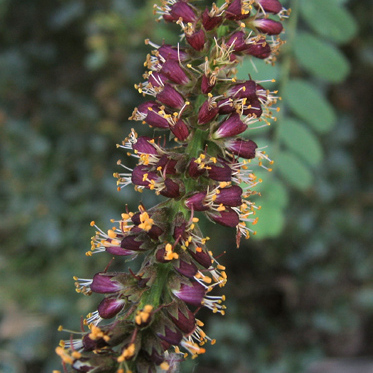 Amorpha californica unspecified picture