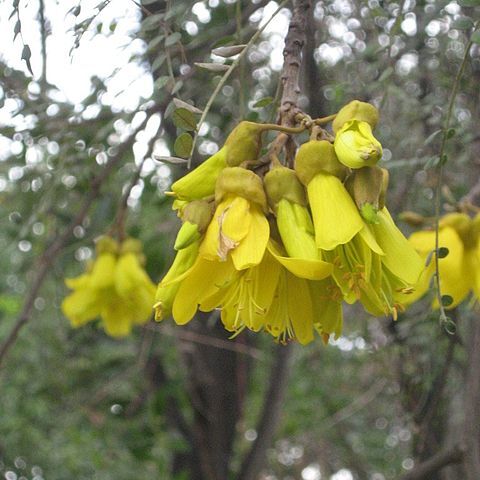 Sophora cassioides unspecified picture