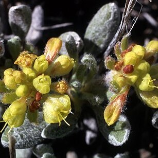 Eriogonum caespitosum unspecified picture