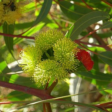 Eucalyptus erythrocorys unspecified picture