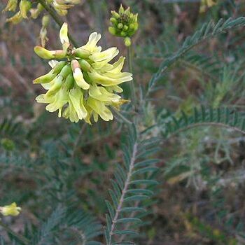 Astragalus trichopodus unspecified picture