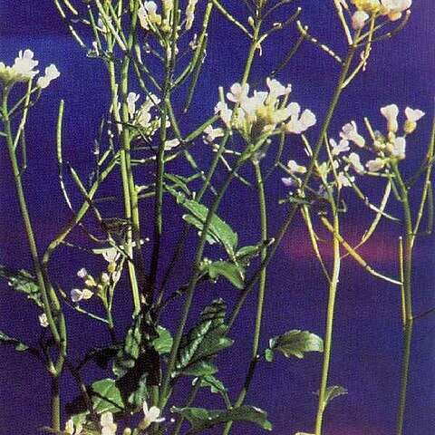 Cardamine breweri unspecified picture