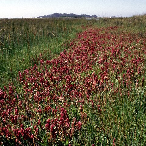 Castilleja ambigua unspecified picture