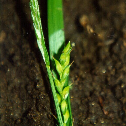 Carex hendersonii unspecified picture