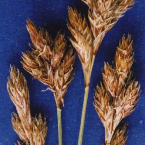 Carex phaeocephala unspecified picture