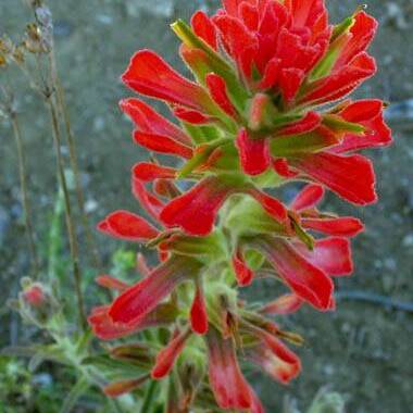 Castilleja foliolosa unspecified picture