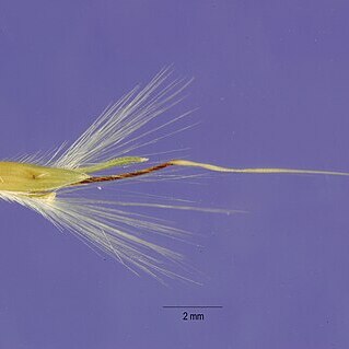 Bothriochloa hybrida unspecified picture