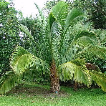 Beccariophoenix madagascariensis unspecified picture