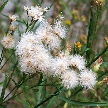 Baccharis plummerae unspecified picture