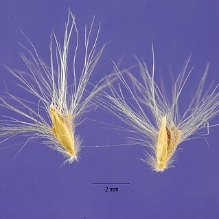 Bothriochloa exaristata unspecified picture