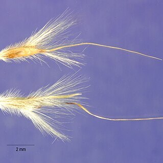 Bothriochloa edwardsiana unspecified picture