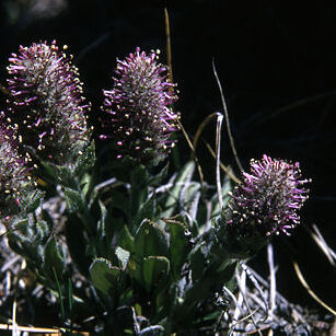 Veronica wyomingensis unspecified picture