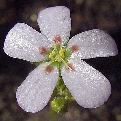 Drosera helodes unspecified picture