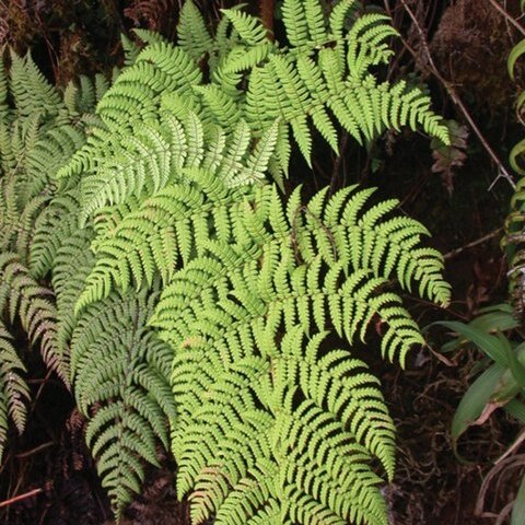 Dryopteris macropholis unspecified picture