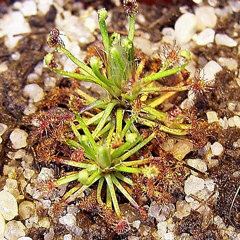 Drosera meristocaulis unspecified picture