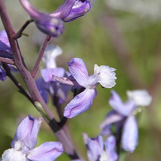 Delphinium recurvatum unspecified picture