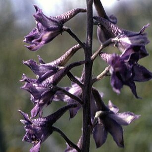 Delphinium glaucum unspecified picture