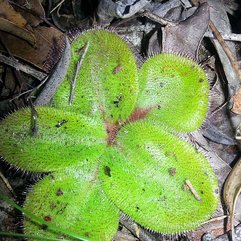 Drosera macrophylla unspecified picture