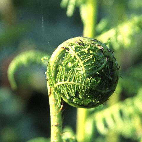 Dryopteris arguta unspecified picture